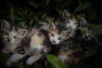 Calico Kittens